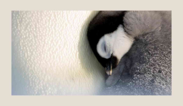 Melting Ice, Vanishing Chicks: Grim Fate Looms for Emperor Penguins in Antarctica