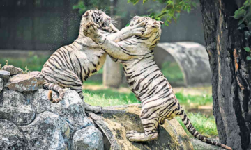 First birthday of White tigress cubs Avni & Vyom celebrated in Delhi