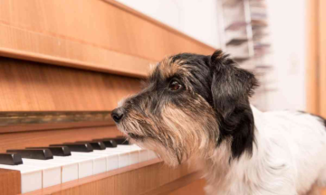 Dogs join orchestra in Mozart performance in Denmark