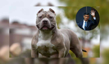 UK PM Rishi Sunak bans American Bully XL dog breed