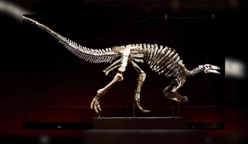 Barry, the Dinosaur makes its auction debut at Paris after 150 million years