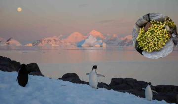 Rising Global Temperatures have accelerated the growth of plants in Antarctica