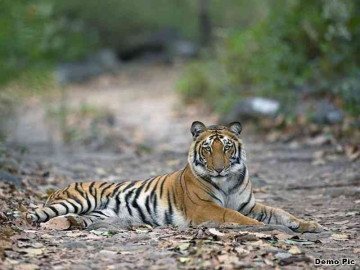 MP gets its 7th Tiger Reserve, to be called 'Veerangana Durgavati'