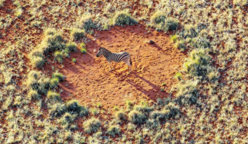 Mystical Fairy Circles: Have we decoded the mystery?