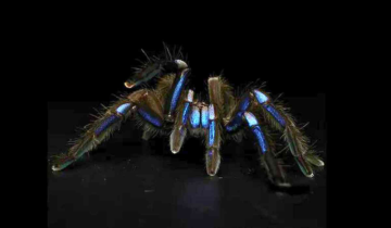 Thailand Unveils New Electric Blue Tarantula Species