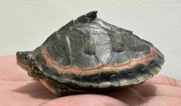 DRI rescues 955 baby Gangetic Turtles in illegal wildlife trafficking