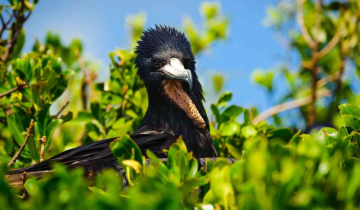 From rat kingdom to wildlife haven: Caribbean Islands' magical transformation