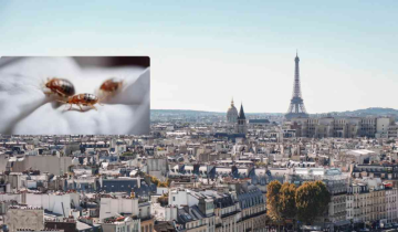 Bed bug Infestation plagues Paris as it prepares for 2024 Olympics