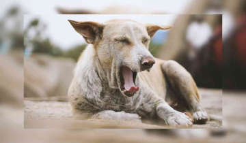 Paw-tecting Strays: Bengaluru's Stray Dogs Get 5-in-1 Vaccine Boost from BBMP