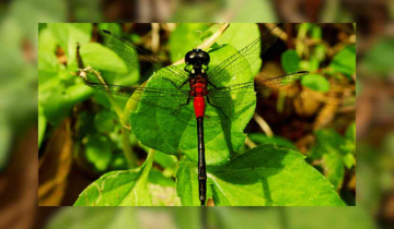 New Dragonfly species, Red-rumped Hawklet discovered in Wayanad