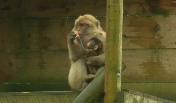 Milestone Birth of Barbary Macaque in Donegal Sanctuary Holds Global Significance