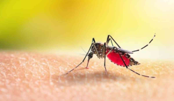 Eureka! IIT Mandi decodes Dengue Mosquito Egg Survival Secrets