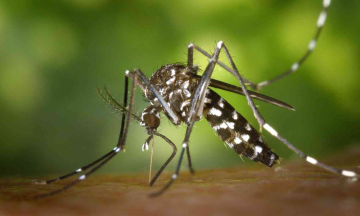 Zika, a new virus in mosquitos puts Karnataka on high alert