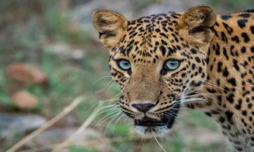 Crisis resolved, but some mourn its passing, on leopard being shot in Bengaluru.