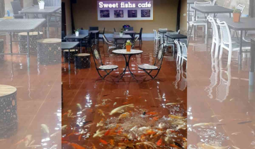 Watch Thailand's bizarre café where fish join diners for a Meal!