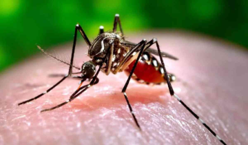 Landmark Approval: US greenlights first vaccine against Chikungunya virus