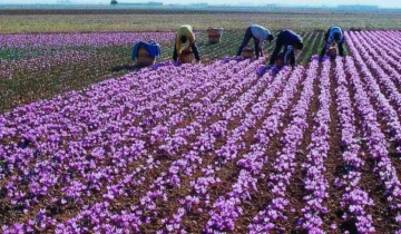 Kashmir: Boom saffron crop after decade, farmers happy