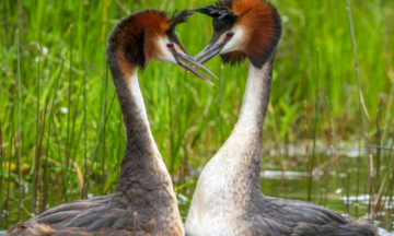 The Puteketeke- Weird puking bird wins New Zealand's bird contest