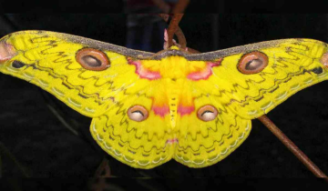 From Moths to Geckos: A parade of new zoological wonders in Northeast India