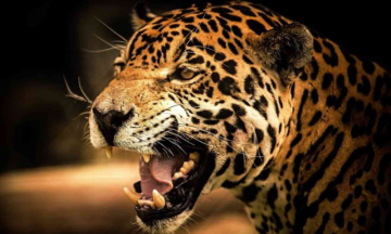 Leopard declared ‘Man-Eater’ after it kills 3 kids killed in Balrampur, UP