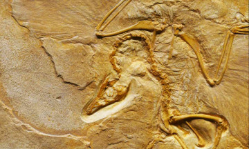 Discovering Farlowichnus Rapidus: Brazil Unveils New Desert Dinosaur Species from Prehistoric Era