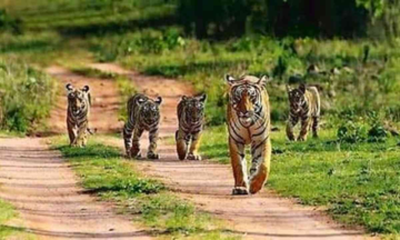 India's Largest Tiger Reserve to be established in Damoh, MP
