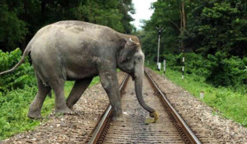 Train Accident: 3 Elephants died after being hit by Train in West Bengal