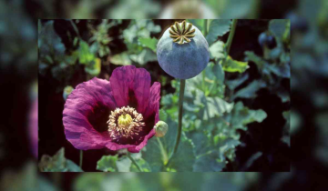 Myanmar becomes world's top opium producer, overtakes Afghanistan