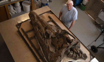Skull of marine reptile 'Pliosaur' found in Dorset's Jurassic Coast