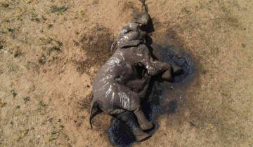 Zimbabwe loses over 100 elephants due to drought in its largest national park