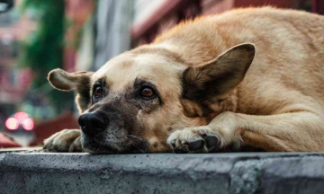 UP: Stray dogs save temple treasure from horseback thieves