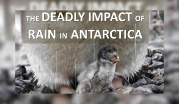 Extremely bad news for Antarctic penguins as rare rainfall hits