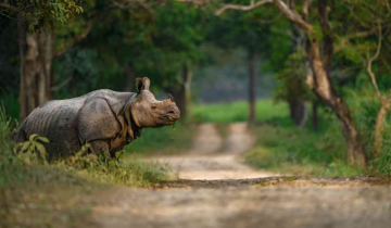 Assam Wildlife Sanctuary welcomes Rhinos after 40 years