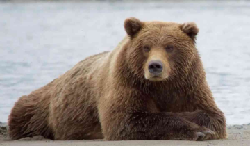 Rare Tibetan brown bear found in Sikkim boosting India's mammal diversity