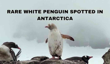 Rare all-white penguin spotted in Chilean Antarctica