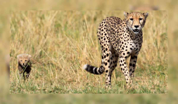 Shaurya, Namibian cheetah dies at Kuno National Park, 10th death in a year