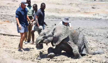 In Zimbabwe, more than 160 elephants perished as a result of climate change