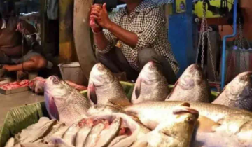 CMFRI Takes Bold Step: Pioneering Lab-Grown Fish Meat Development in India