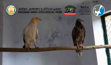 Arignar Anna Zoological Park welcomes Rare Avian guests in Exchange Program from Kanpur zoo