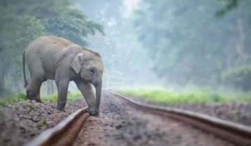 TN plans to prevent elephant deaths on train tracks by utilising AI