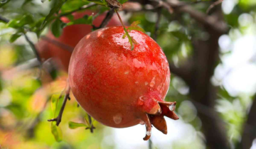 India Flags Off First Commercial Trial Shipment Of Pomegranates To U.S. Via Sea: APEDA