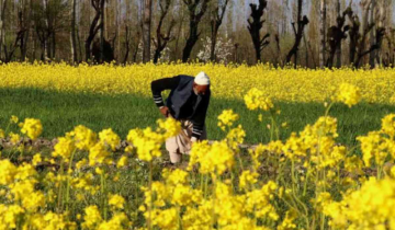 Mustard Fields Now a Tourist Attraction in Kashmir Valley