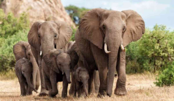 Why is Botswana Threatening Germany with Elephants?
