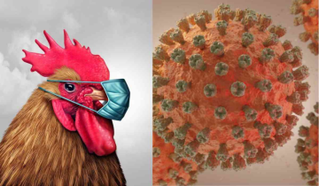 Experts: ‘Bird Flu’ H5N1 Virus 100 times worse than Covid