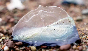 Blue, mysterious 'alien-like' creatures in millions blanket US West Coast beaches