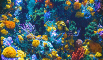 What is Coral Reef Bleaching & Why we should all be worried?