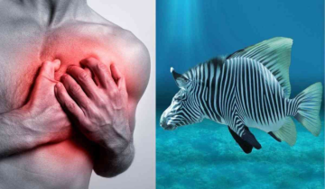 Why Zebrafish Regenerate damaged Hearts while Humans Struggle?