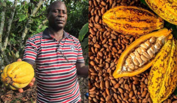 World's Chocolate supply under 'Real Threat'- What's happening to cacao trees?
