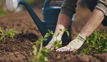 Gardening: Healthy Hobby with Surprising Benefits