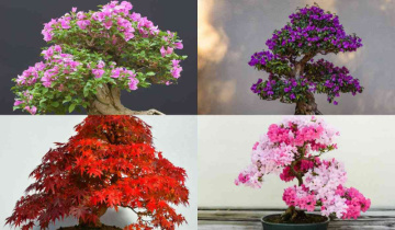 Bonsai Bandits- Why is Japan losing its signature bonsai trees to theft & trafficking?